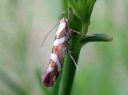 Argyresthia_goedartella_juovatarhakoi_IMG_1439.JPG