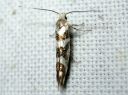 Argyresthia_goedartella_juovatarhakoi_IMG_2937.JPG