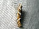 Argyresthia_goedartella_juovatarhakoi_IMG_3082.JPG