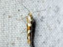 Argyresthia_goedartella_juovatarhakoi_IMG_4388.JPG