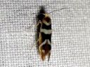 Argyresthia_goedartella_juovatarhakoi_IMG_6877.JPG