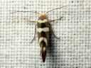 Argyresthia_goedartella_juovatarhakoi_IMG_7155.JPG