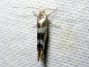 Argyresthia_goedartella_juovatarhakoi_IMG_7730.JPG