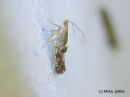 Argyresthia_pruniella_kirsikkatarhakoi_11_7_2018.jpg