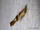 Argyresthia_pruniella_kirsikkatarhakoi_11_8_2015.jpg