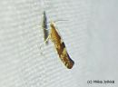 Argyresthia_pruniella_kirsikkatarhakoi_19_7_2014.jpg