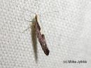 Argyresthia_pulchella_elotarhakoi_20_8_2017.jpg