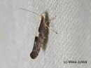 Argyresthia_pulchella_elotarhakoi_20_8_2017_28229.jpg