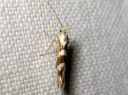 Argyresthia_pygmaeella_pajutarhakoi_IMG_4886.JPG