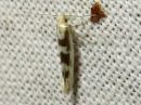 Argyresthia_pygmaeella_pajutarhakoi_IMG_7483.jpg