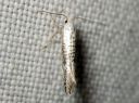 Argyresthia_retinella_koivutarhakoi_IMG_1509.JPG