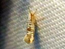 Argyresthia_retinella_koivutarhakoi_IMG_4508.JPG