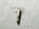 Argyresthia_retinella_koivutarhakoi_IMG_6888.JPG