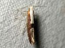 Argyresthia_semifusca_tuomitarhakoi_IMG_2149.JPG