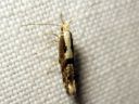 Argyresthia_semifusca_tuomitarhakoi_IMG_5073.JPG