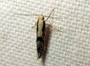 Argyresthia_semifusca_tuomitarhakoi_IMG_5180.JPG