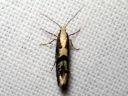 Argyresthia_semifusca_tuomitarhakoi_IMG_9612.JPG