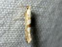 Argyresthia_sorbiella_pihlajatarhakoi_IMG_1106.JPG