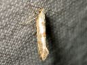 Argyresthia_sorbiella_pihlajatarhakoi_IMG_1111.JPG