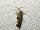 Argyresthia_sorbiella_pihlajatarhakoi_IMG_6885.JPG