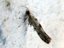 Argyresthia_sorbiella_pihlajatarhakoi_IMG_7224.JPG