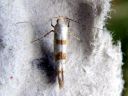 Argyresthia_sorbiella_pihlajatarhakoi_IMG_7239.JPG