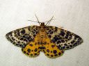 Arichanna_melanaria_female_suomittari_naaras_IMG_7893.JPG