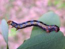 Arichanna_melanaria_larva_suomittari_toukka_IMG_0034.JPG