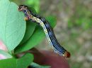 Arichanna_melanaria_larva_suomittari_toukka_IMG_0038.JPG