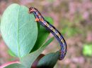 Arichanna_melanaria_larva_suomittari_toukka_IMG_0039.JPG