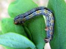 Arichanna_melanaria_larva_suomittari_toukka_IMG_0041.JPG