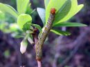 Arichanna_melanaria_larva_suomittari_toukka_IMG_0052.JPG