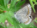 Aricia_artaxerxes_lehtosinisiipi_IMG_1027.jpg