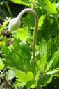 Arovuokko2C_Anemone_sylvestris_IMG_0193.jpg