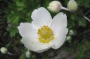 Arovuokko2C_Anemone_sylvestris_IMG_0585.jpg