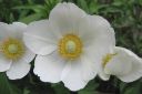 Arovuokko2C_Anemone_sylvestris_IMG_2064.jpg