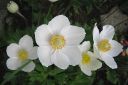 Arovuokko2C_Anemone_sylvestris_IMG_2068.jpg