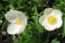 Tiedostonimi=Arovuokko2C_Anemone_sylvestris_IMG_8310.jpg
Tiedostokoko=43kt
Koko=600x400
Lisätty=11.03.2011 Arovuokko2C_Anemone_sylvestris_IMG_8310.jpg