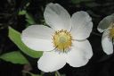 Arovuokko2C_Anemone_sylvestris_IMG_9103.jpg