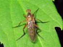 Asilidae_sp_petokarpanen_IMG_3748.jpg