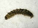 Atolmis_rubricollis_larva_nokisiipi_toukka_IMG_0339.JPG