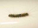 Atolmis_rubricollis_larva_nokisiipi_toukka_IMG_2625.JPG