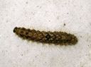 Atolmis_rubricollis_larva_nokisiipi_toukka_IMG_5056.JPG