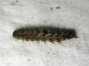 Atolmis_rubricollis_larva_nokisiipi_toukka_IMG_8174.JPG