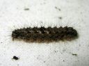 Atolmis_rubricollis_larva_nokisiipi_toukka_IMG_8181.JPG