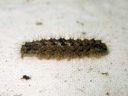 Atolmis_rubricollis_larva_nokisiipi_toukka_IMG_8185.JPG