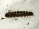 Atolmis_rubricollis_larva_nokisiipi_toukka_IMG_8560.JPG