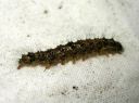 Atolmis_rubricollis_larva_nokisiipi_toukka_IMG_9236.JPG