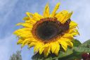 Auringonkukka2C_Helianthus_annuus_IMG_0308.jpg