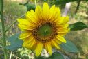 Auringonkukka2C_Helianthus_annuus_IMG_4209.jpg